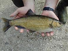 Cavedano - Leuciscus cephalus