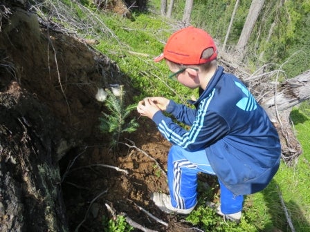 Bambino che pianta un albero