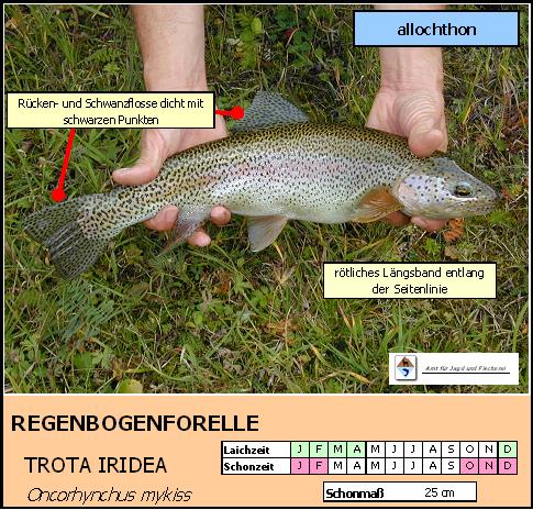 Regenbogenforelle - Oncorhynchus mykiss