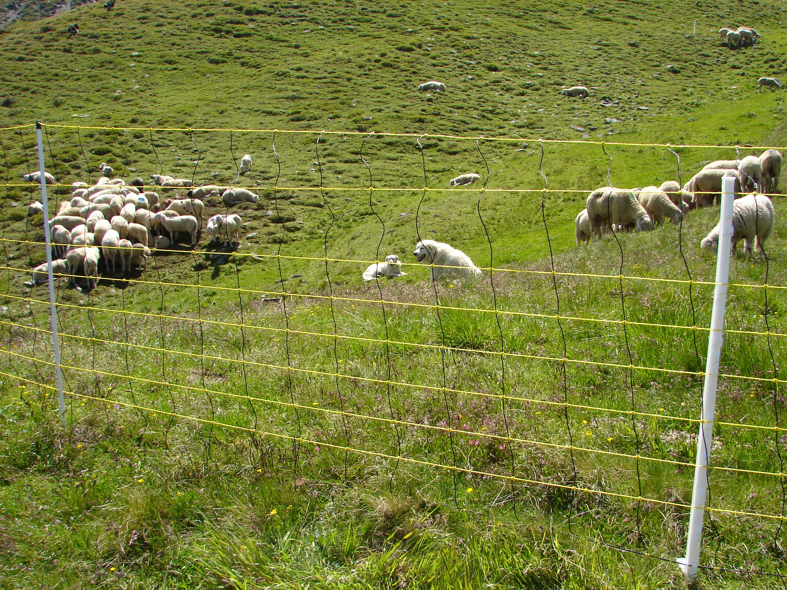 Management der Wildtiere