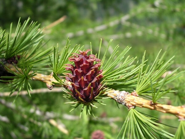 Infiorescenza di larice