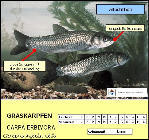 Graskarpfen, Weißer Amur - Ctenopharyngodon idella