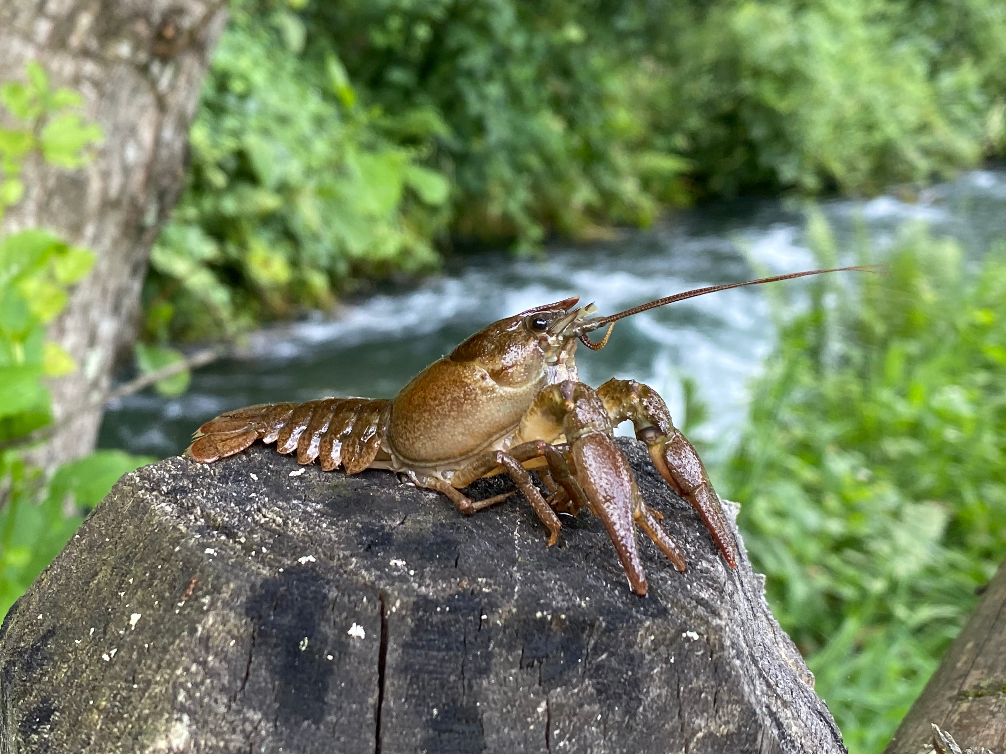 Esemplare adulto di gambero di fiume