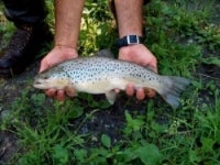 Seeforelle - Salmo trutta lacustris