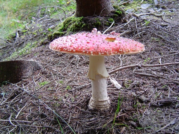 Amanita muscaria
