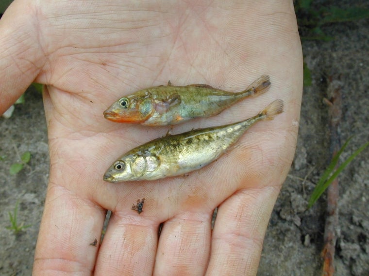 Spinarello - Gasterosteus aculeatus
