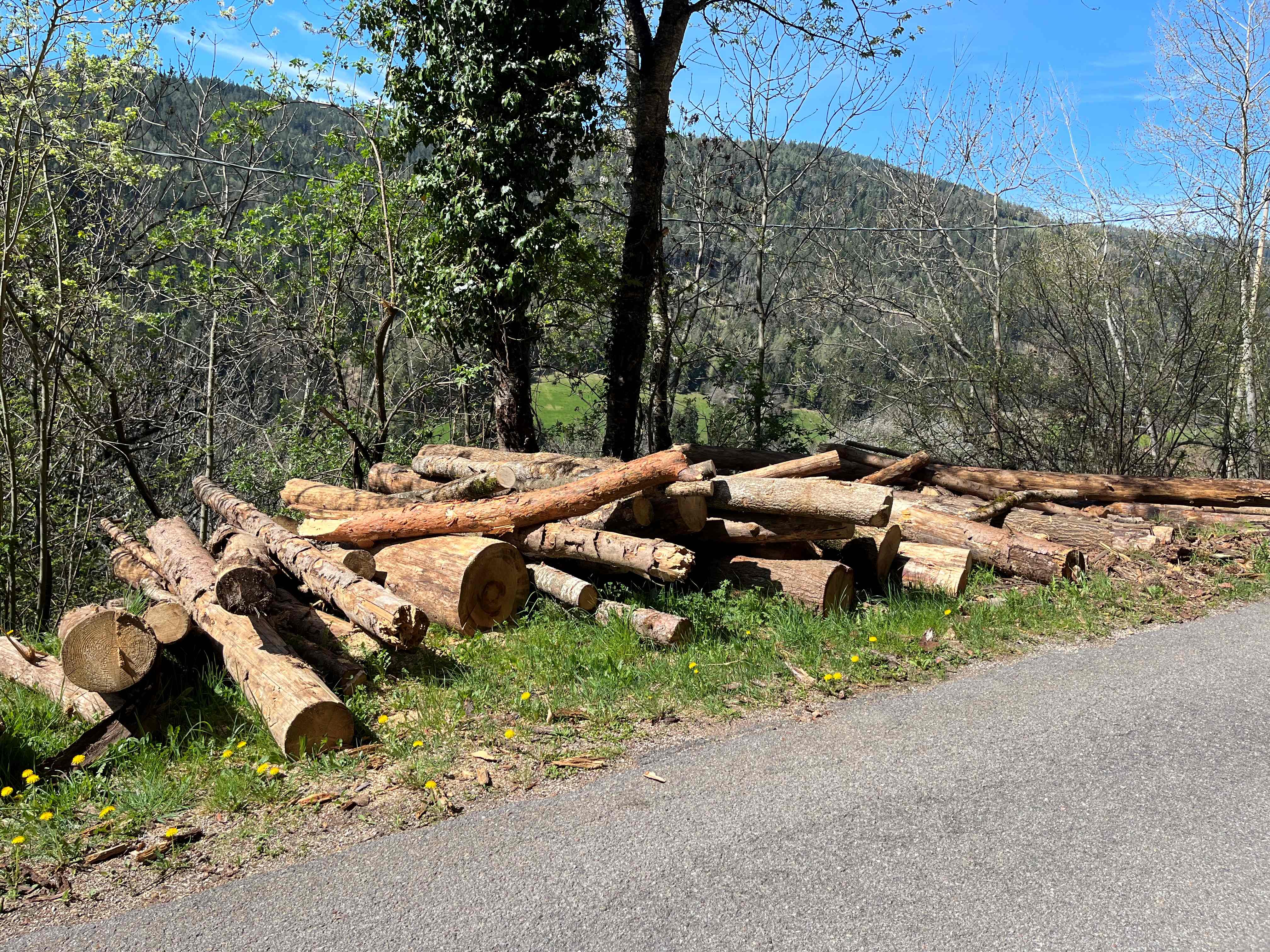 Servizio Forestale Provinciale