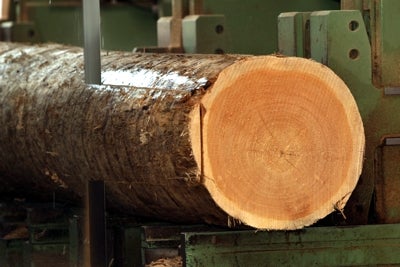 Sega a nastro per tronchi