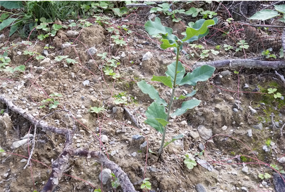 Superficie - schianto da vento Waldheim: settembre 2019