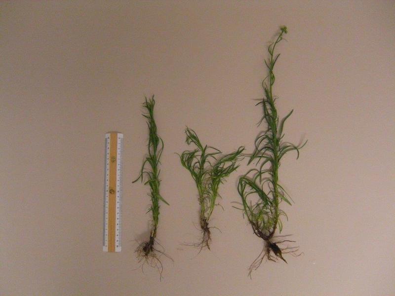 Senecione sudafricano