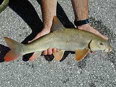 Barbe - Barbus barbus