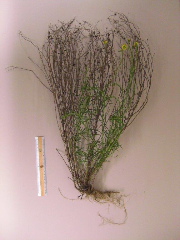 Senecione sudafricano