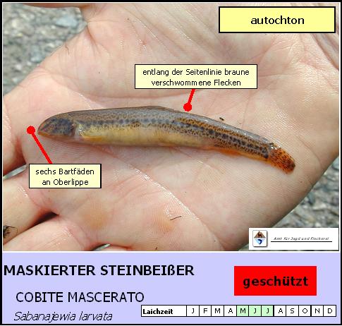 Maskierter Steinbeißer