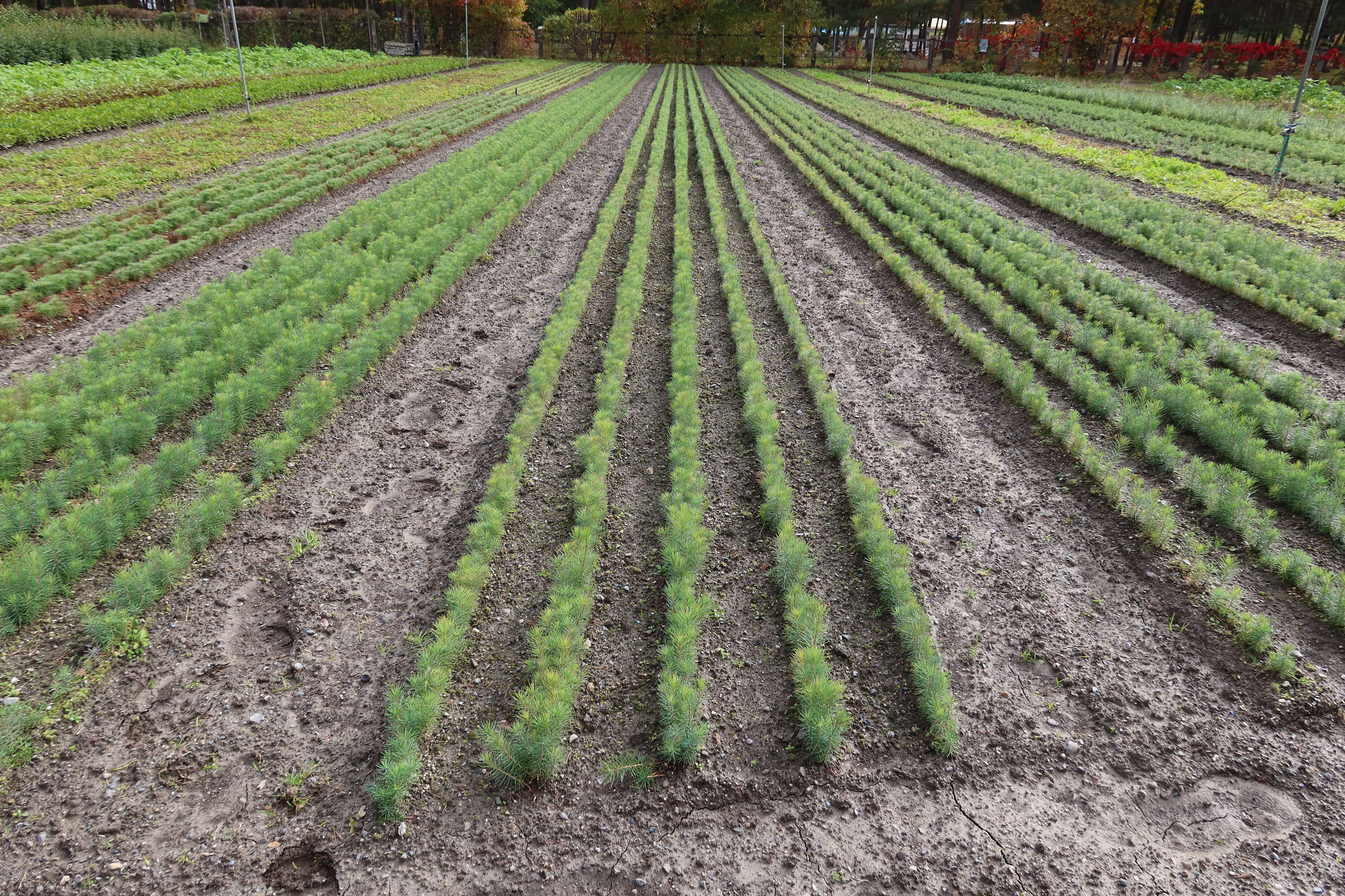 File di giovani piantine in un vivaio forestale