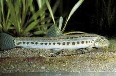 Steinbeißer, Dorngrundel - Cobitis taenia