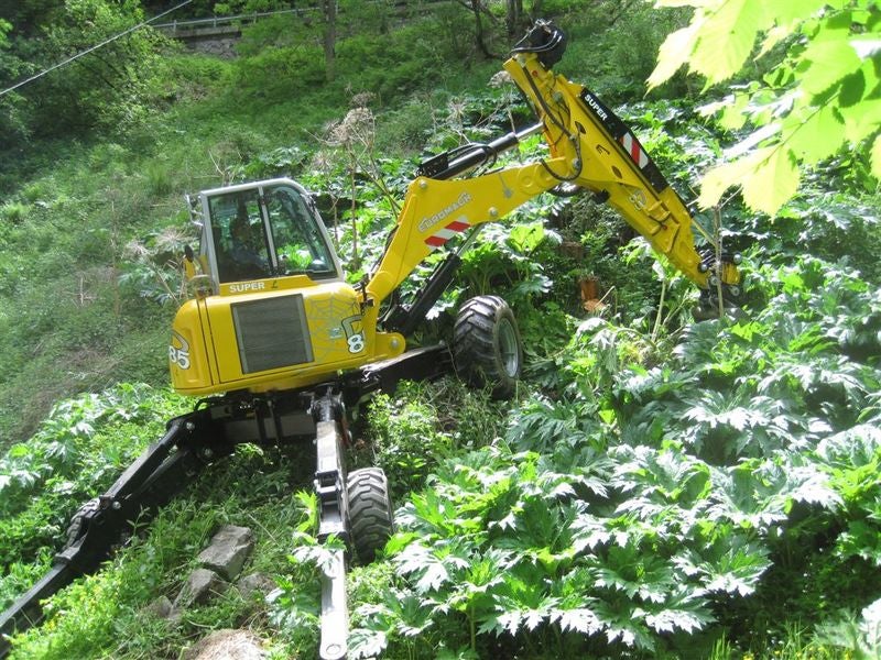 Panace di Mantegazza