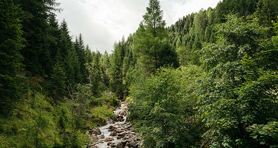 Un bosco di montagna con un ruscello che scorre tra pendii ricoperti da una fitta vegetazione. (Foto: USP/Benjamin Pfitscher)