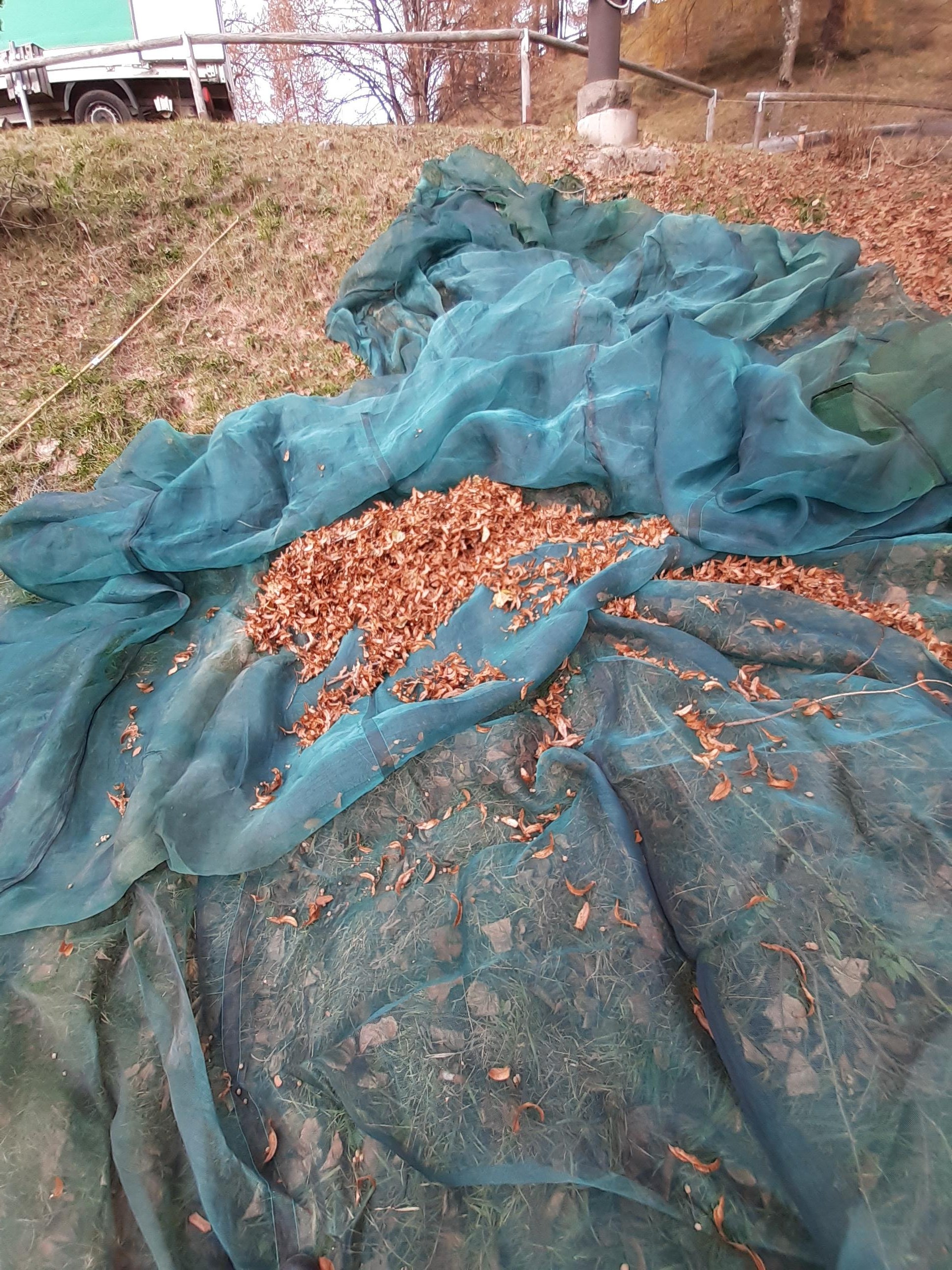 Rete verde con coni raccolti su un prato