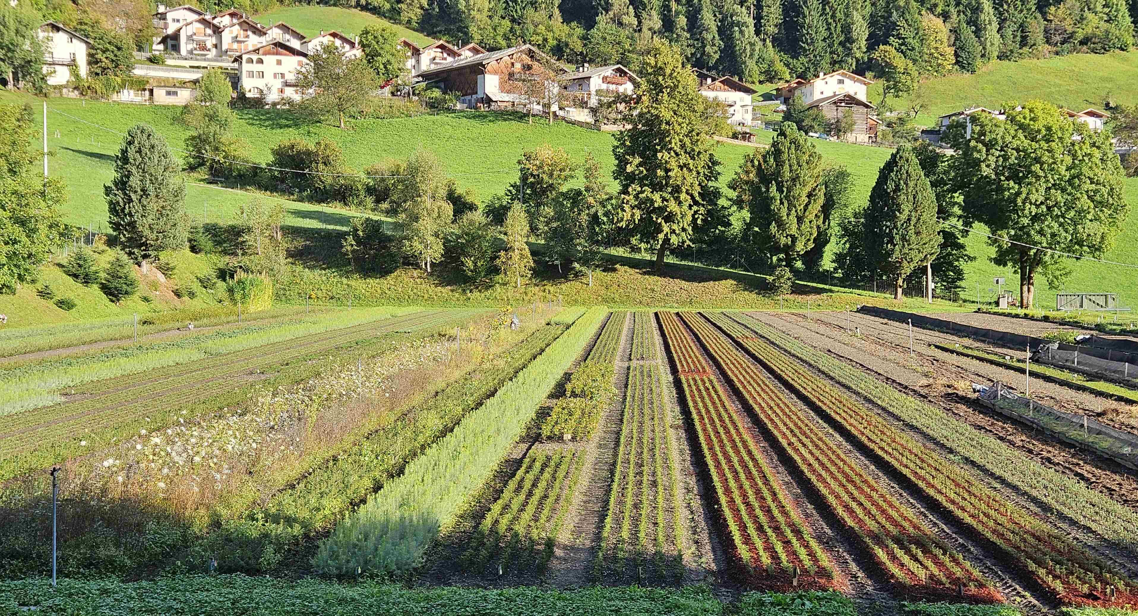 Giovani piantine nel vivaio forestale
