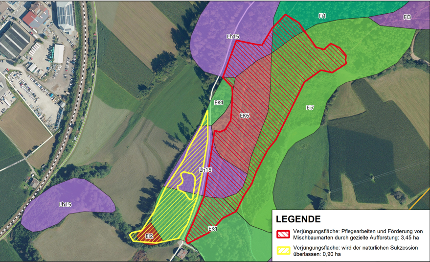 Area rossa Superficie di rinnovazione: Cure colturali e promozione di specie arboree miste attraverso la riforestazione mirata: 3,45 ha
Area gialla Superficie di rinnovazione: lasciata alla successione naturale: 0,90 ha
