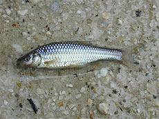 Pseudorasbora - Pseudorasbora parva