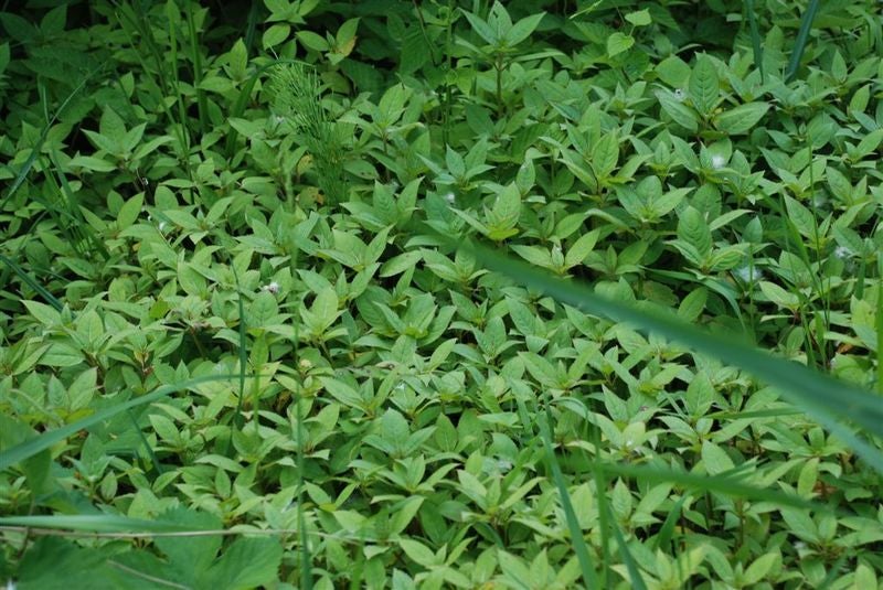 Balsamina maggio 2011 biotopo Wangerau