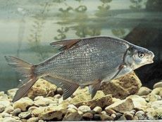 Brachse, Blei - Abramis brama