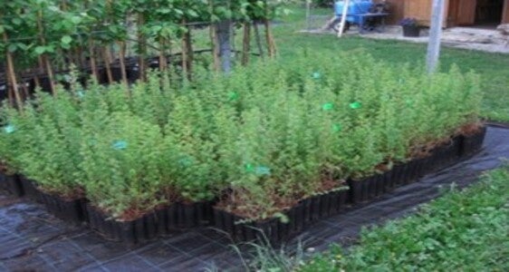 Pflanzen in Töpfen zu 0,3 Liter 