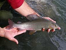 Äsche - Thymallus thymallus