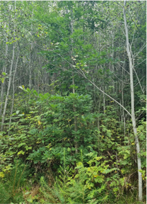 Larice nello strato inferiore e quercia nello strato intermedio