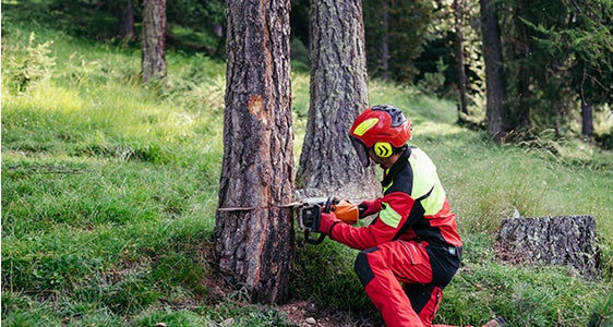 Un operatore forestale abbatte un albero con una motosega. (Foto: USP /Benjamin Pfitscher)
