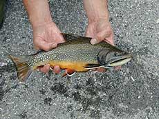 Bachsailing - Salvelinus fontinalis