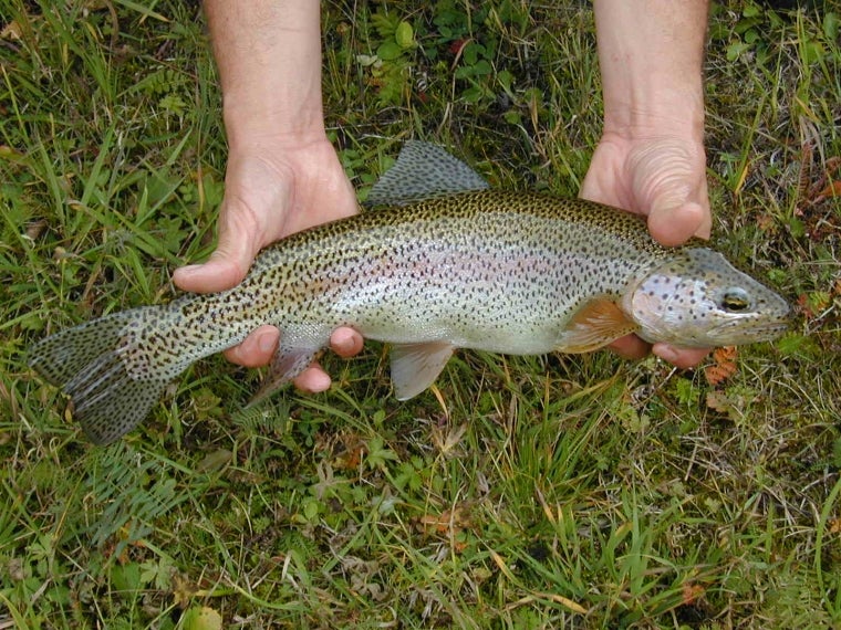 Trota iridea - Oncorhynchus mykiss