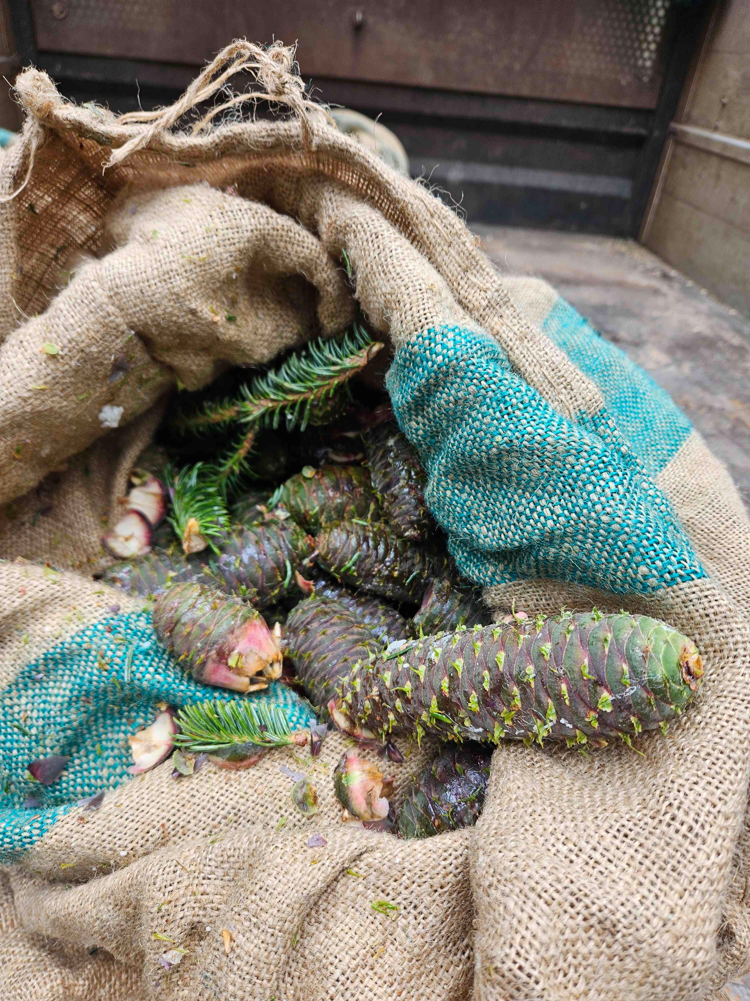 Raccolta sementi: coni di abete bianco 