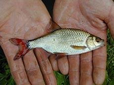 Rotfeder - Scardinius erythrophtalmus