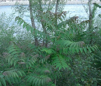 Ailanto, albero del paradiso