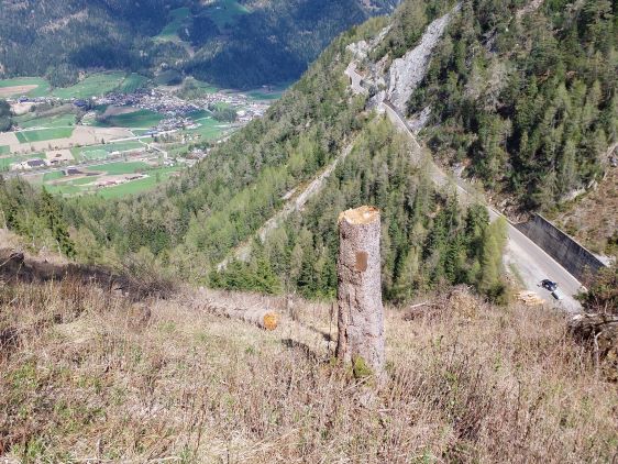 Wiederherstellung eines geschädigten Schutzwaldes an einem steilen Hang