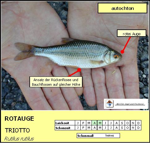 Rotauge - Rutilus erythrophtalmus