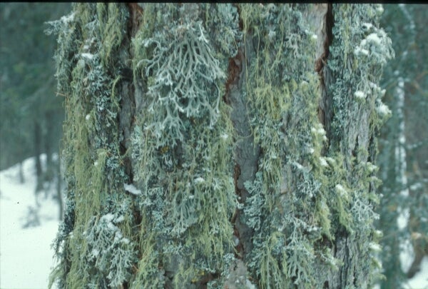 Licheni su corteccia di larice