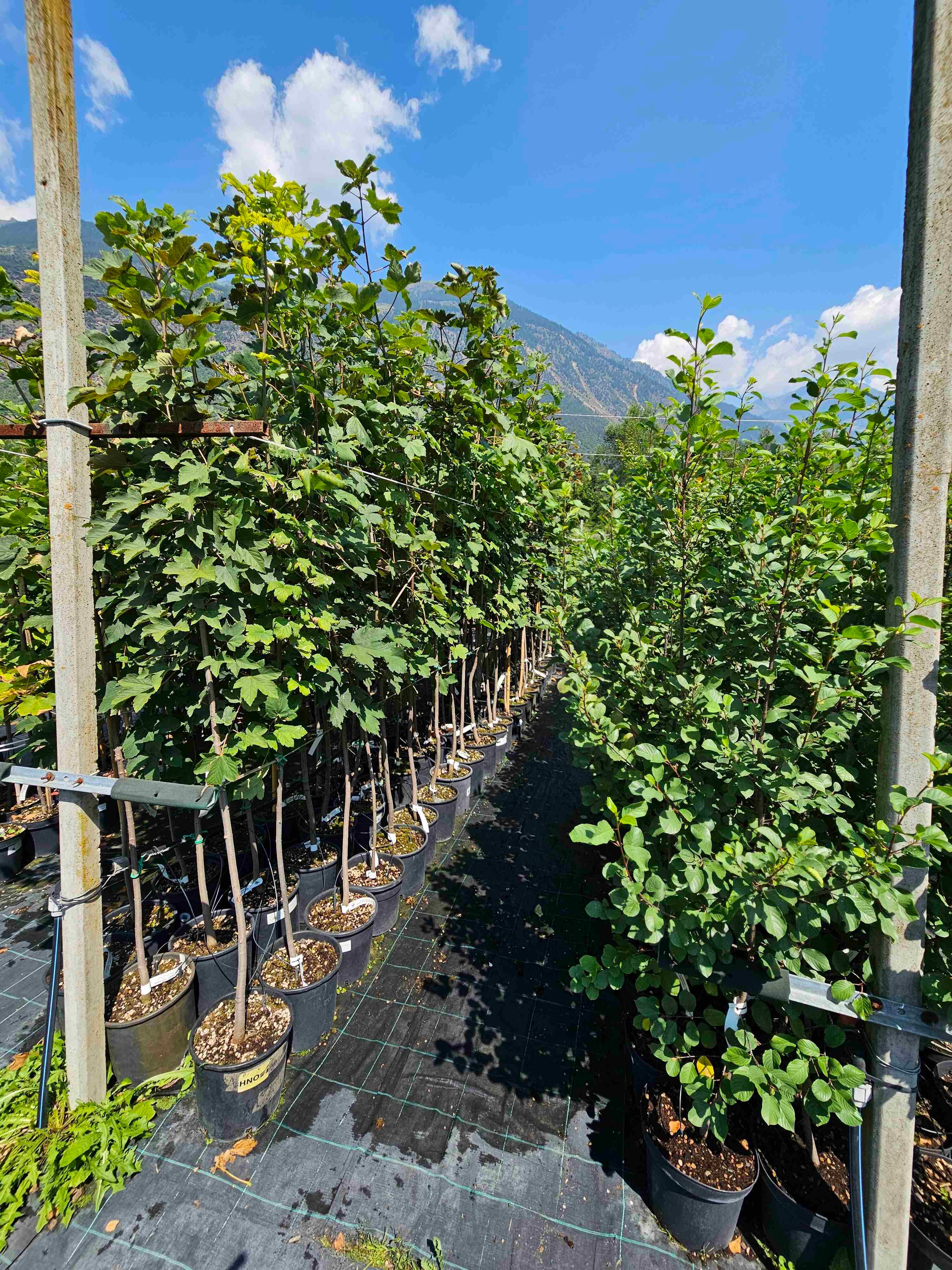 Piante ornamentali in vaso