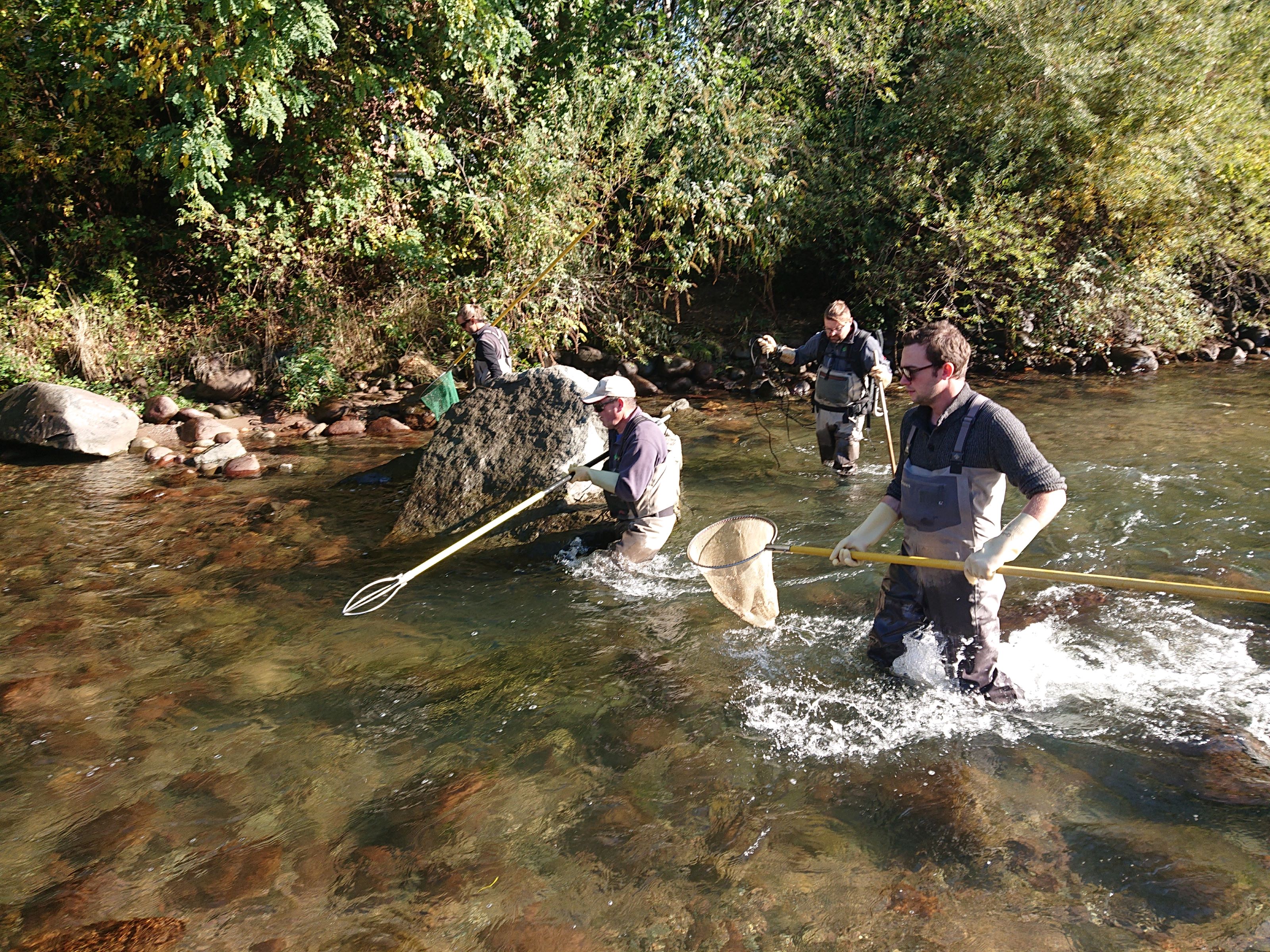 La squadra impegnata nella cattura di esemplari riproduttori presso il fiume Talvera