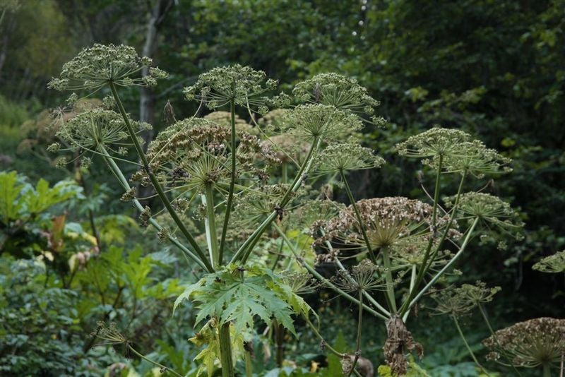 Panace di Mantegazza