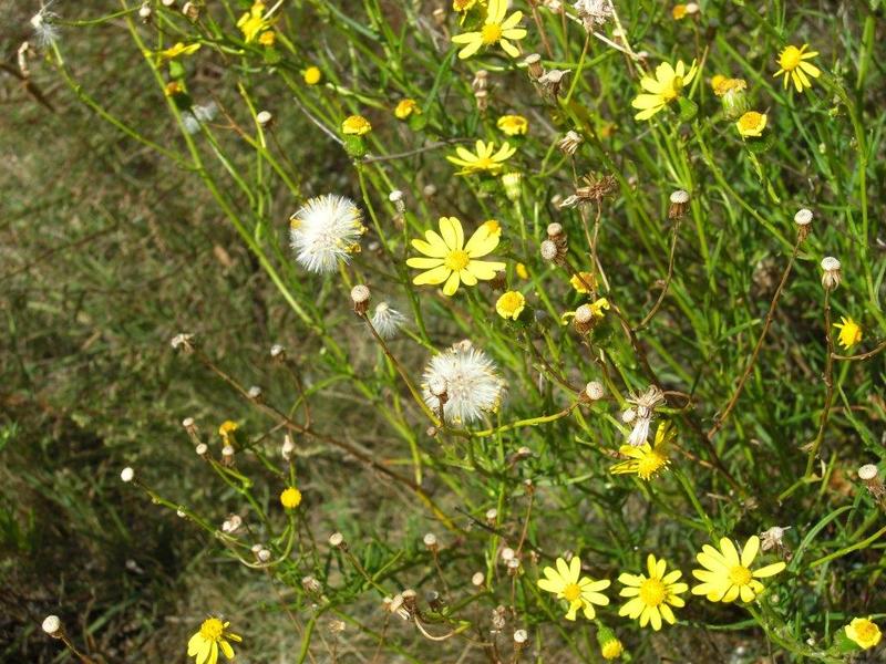 Senecione sudafricano