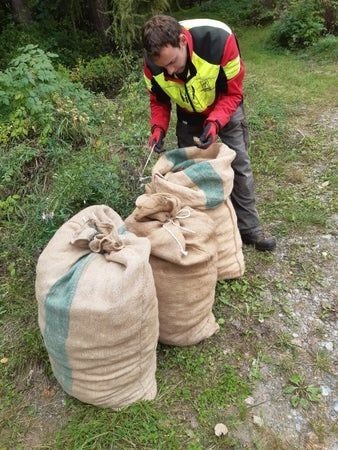 Sacchi di juta pieni di strobili