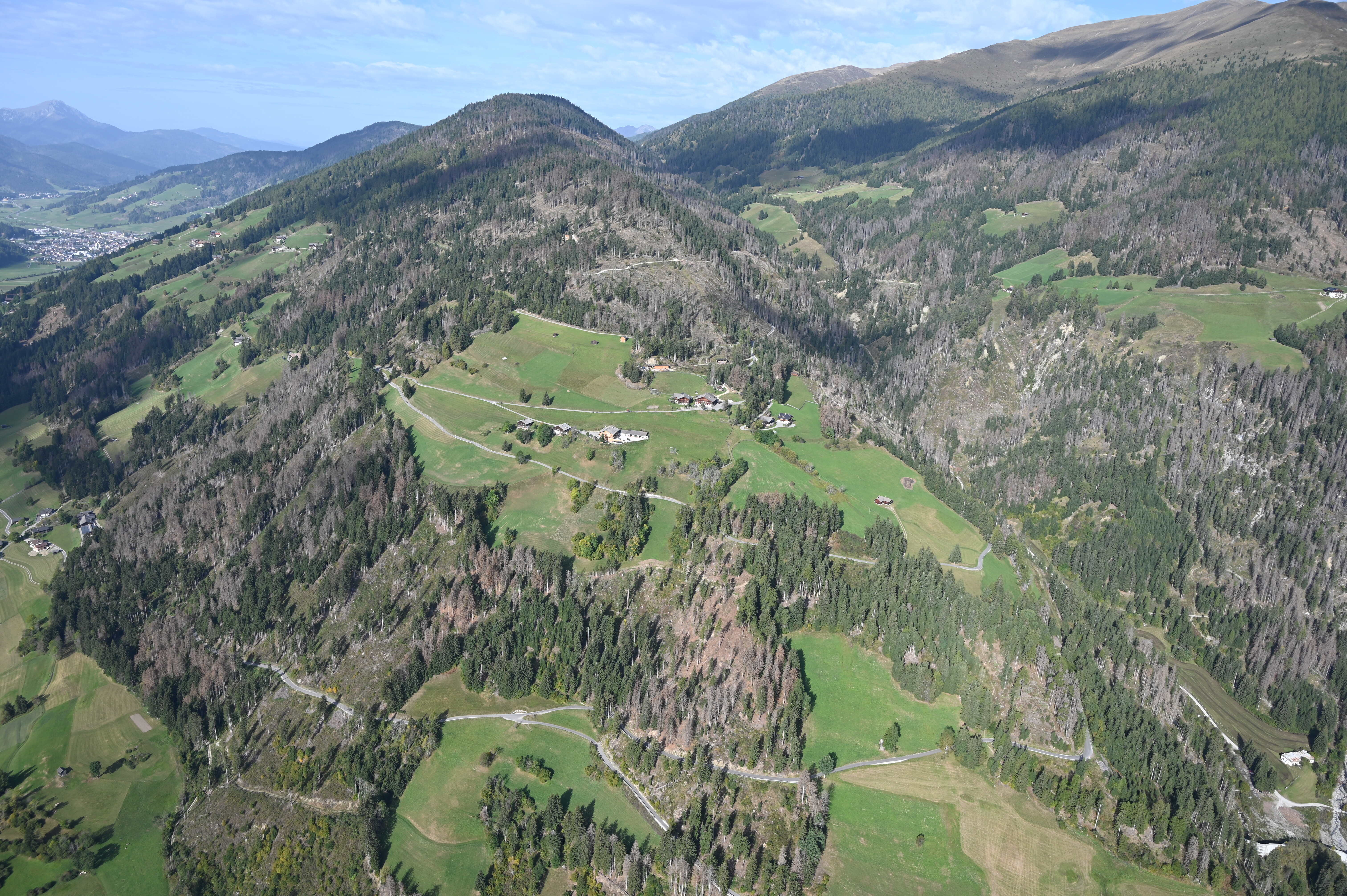 Verpflockung Jungpflanzen