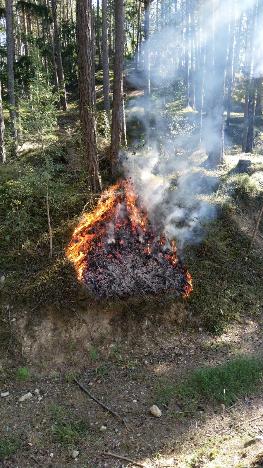 Kleines Bodenfeuer im Wald mit aufsteigendem Rauch