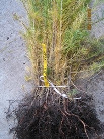 Nacktwurzelige Pflanze Lärche