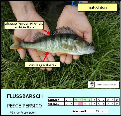 Flussbarsch - Perca fluviatilis