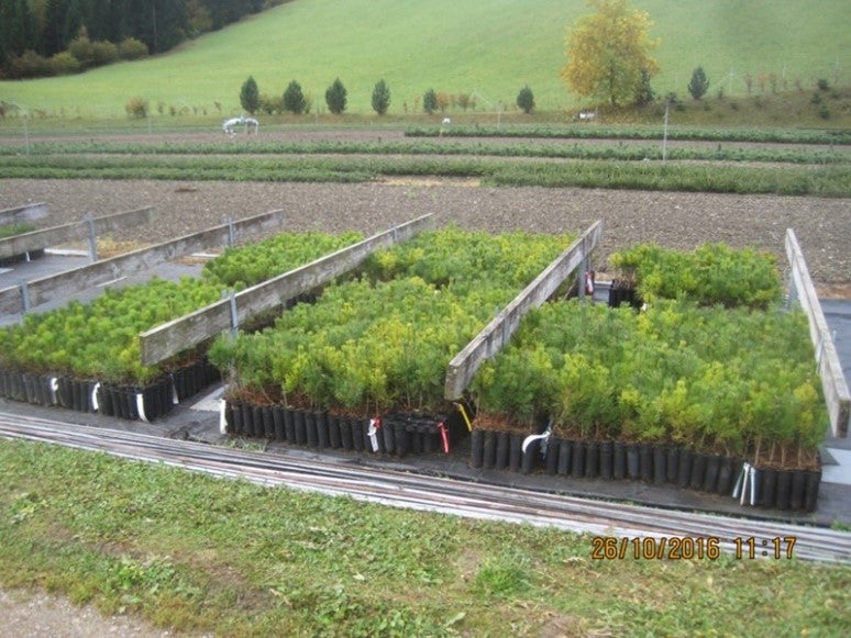 Piante in vaso per il rimboschimento