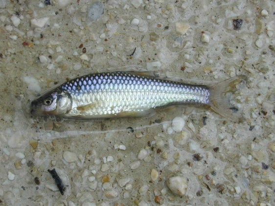 Pseudorasbora